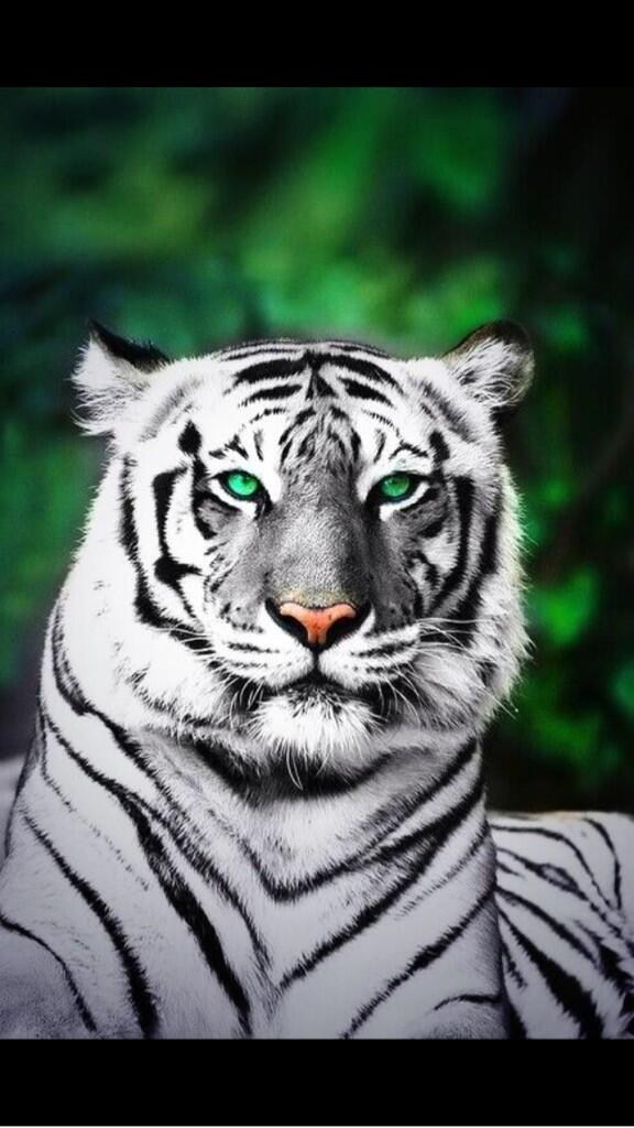 Ayyjennay_'s tweet image. Thanks @Sa_Cass for my lock screen 😍👌 #FaveAnimal #favecolor #green