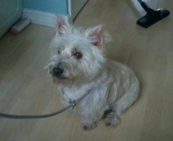 NWDogRescue's tweet image. Whiskey is 3 yrs old, good with other dogs and kids, in need of a loving forever home please?