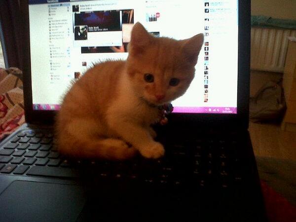 MollyMckee1's tweet image. Someone find him #lostkitty :(:(:(