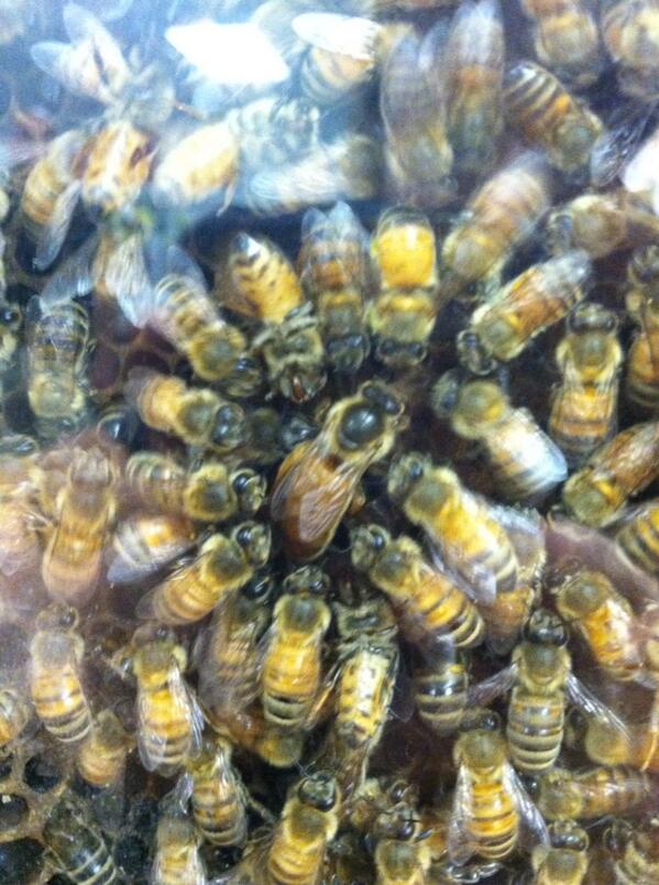 campbellchrista's tweet photo. Our honey bee queen at work! http://t.co/JXQ7irAHaX