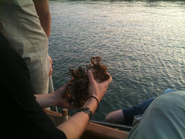 genevawirth's tweet image. It's reef-y! #rebuildbydesign @gioyster harbor school oysters at the navy yard