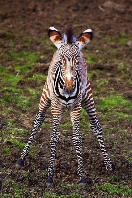animalspic's tweet photo. http://t.co/qflfCr6uUg