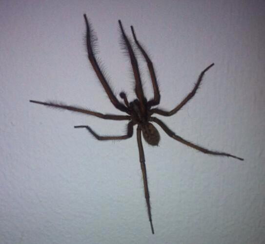 Me and that spider are on par for hairy legs.. Hahahaha #obvsjokin #smoothasababysbum