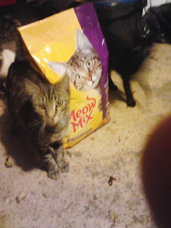 jesseconnell2's tweet photo. You are what you eat #meowmix http://t.co/QeT8ttt32m