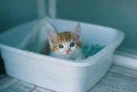 Catmax3's tweet image. Did you know? Mother cats teach their kittens to use the litter box.