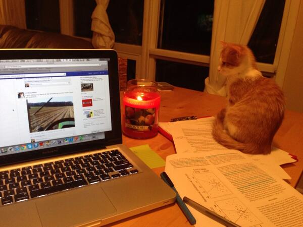 AdeBabe_'s tweet photo. This night tho #candlelight #kitty #nala #perfection http://t.co/VZ6NMM6fZa