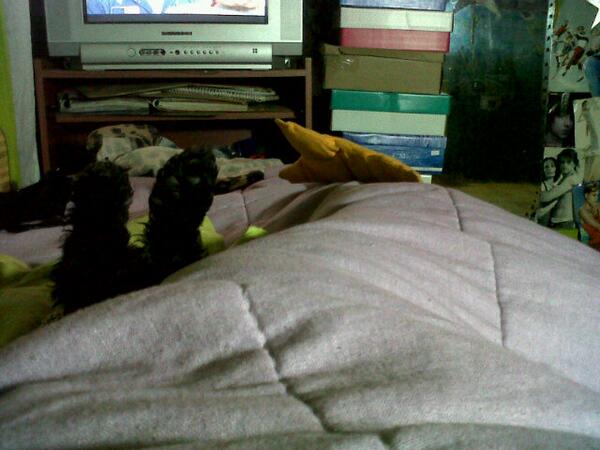 Melzacconi's tweet image. Solo veo sus patitas #Intica ♥