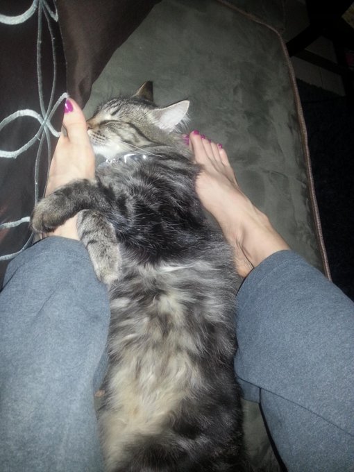 Awww my lil love Jack worshipping his momma ;) #kitty #footworship http://t.co/rWAXXqy6RU<a href="/tag/kitty"class="tags"><span>#kitty</span></a><a href="/tag/footworship"class="tags"><span>#footworship</span></a>