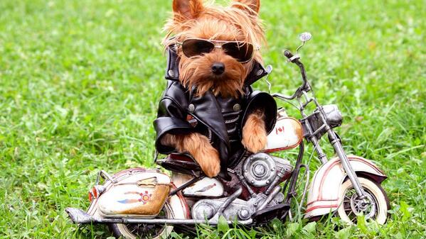 girl_pacino's tweet photo. "@koralmagic: Cool biker :) http://t.co/v7BmpVKD7Q" i'm 1 of the #2MBikers ^.^