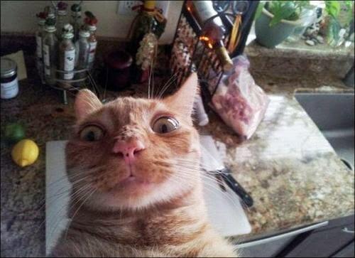 catselfies's tweet photo. Making dinner http://t.co/8JYZDPY0aH
