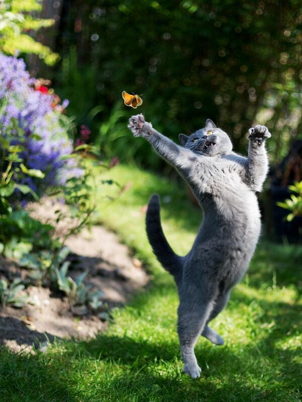 NaturPictures's tweet photo. Caza mariposas. http://t.co/jbVSzmlz4h