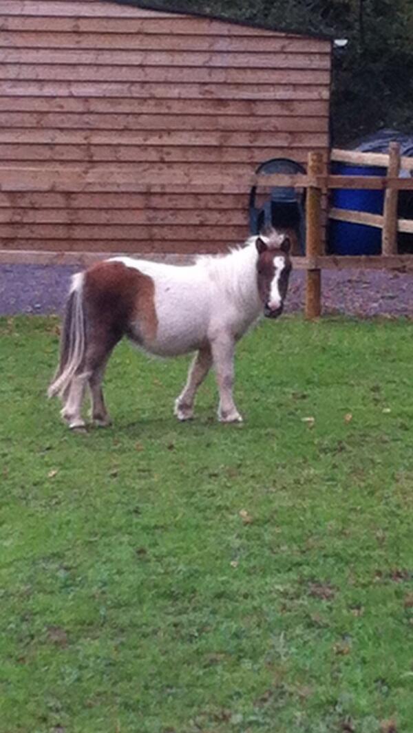 CreanyCCFC's tweet photo. Stanley's new toy http://t.co/4bJXgbs25z