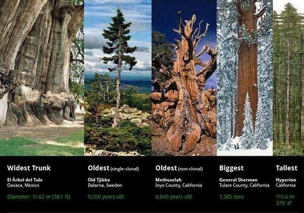 coolearth tweet picture