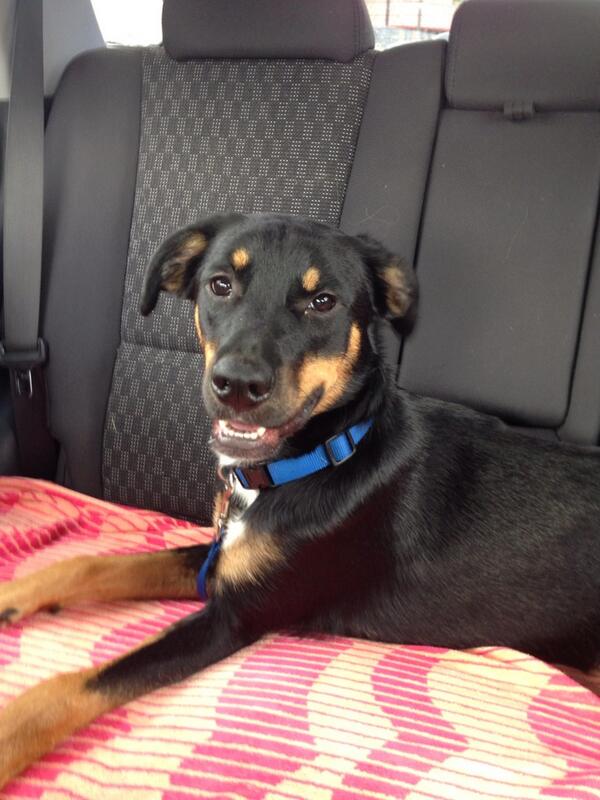 Kristin_Larsen's tweet image. Great day for the dog park... Now everyone just bring your dogs so nelly has more friends to play with #parkrat