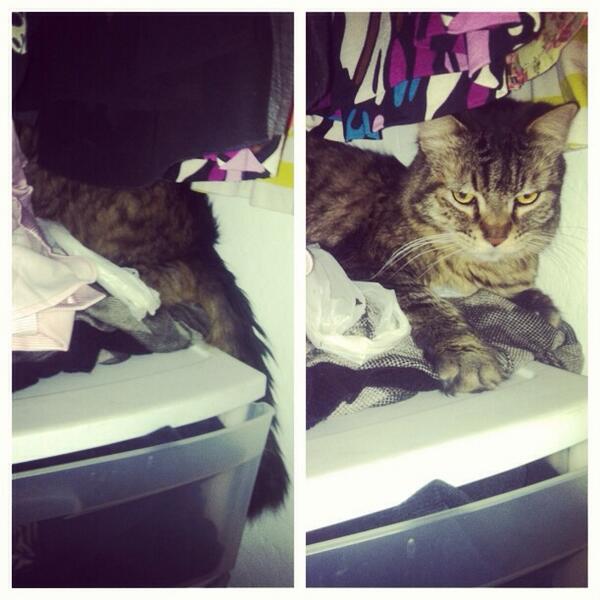 MariaCelsy's tweet image. I spy a kitty.... #notsneaky 🙈🐱