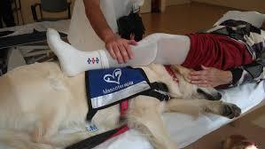 DCuidados's tweet photo. ¿Conoces la terapia asistida con canes? ¡Mañana te lo contamos! Atentos a nuestra web http://t.co/rCbl38N9qn http://t.co/LIstd9b6qu