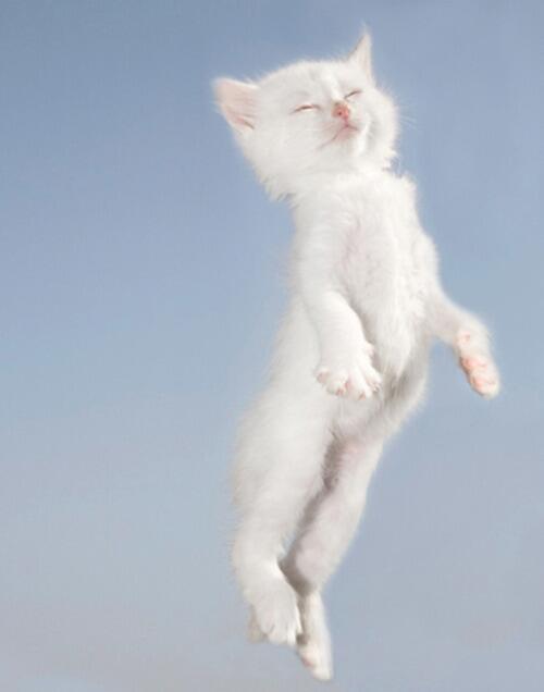 CokGuzeliz's tweet photo. Kitty http://t.co/6DN4j9EvOA http://t.co/qbBI5fUIkb