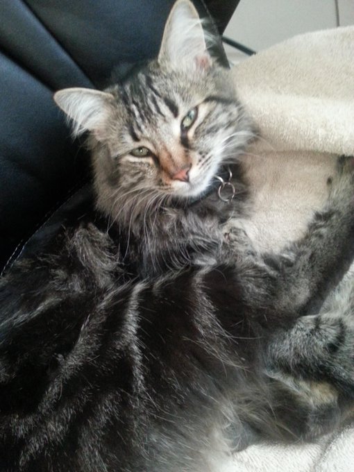 1 yr ago today this lil guy fell out of the bk of a semitruck &amp; into my ♡! Aw #HappyAnniversary Jack<a href="/tag/happyanniversary"class="tags"><span>#happyanniversary</span></a>