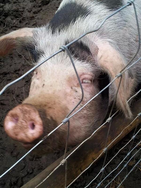 More animals we Met today