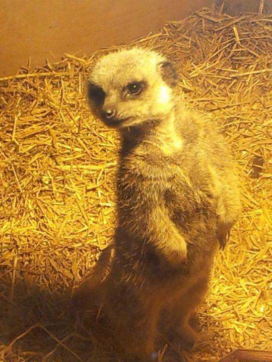 Animals we met today