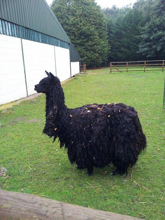 More animals we Met today