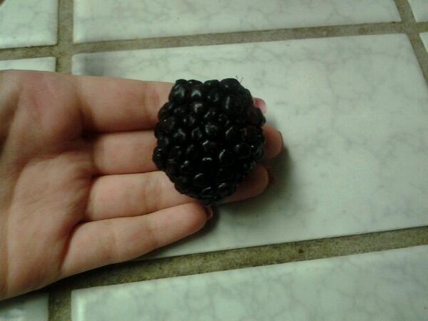 MissZeeZeeZee's tweet photo. Big blackberry. http://t.co/omGkkNFPkK