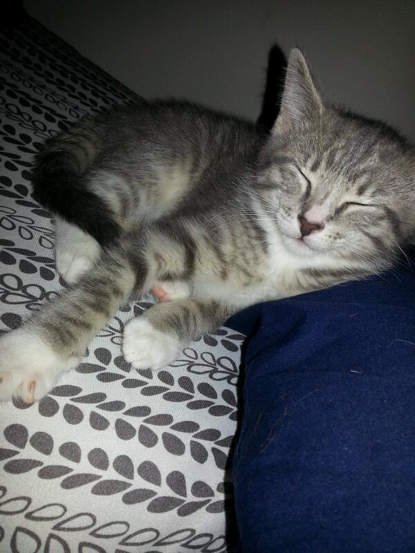 Tammy_C_1996's tweet image. #newkitty #missboo #loveher