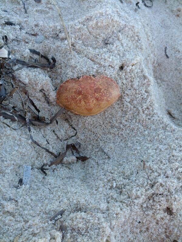 randomtd's tweet image. Cat face on crab shell. #crabshell #capecod