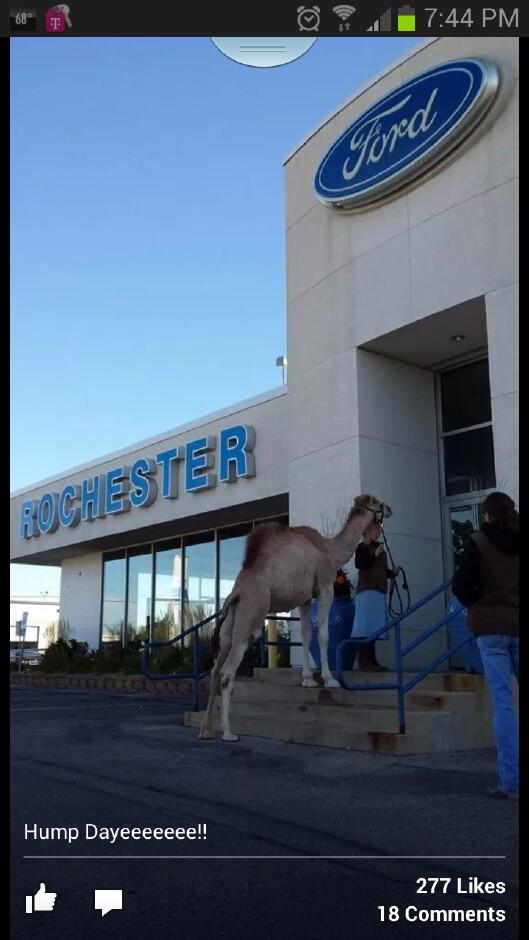 boese_brett's tweet photo. Ford dealership in #rochmn was serious about celebrating Hump Day, apparently. @kellypat9 http://t.co/0bPcwCbTkn