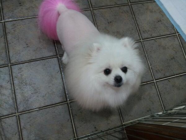 mi0413jin's tweet photo. 포메라니언 라이언컷과 꼬리염색 http://t.co/miSoVyy9ZA