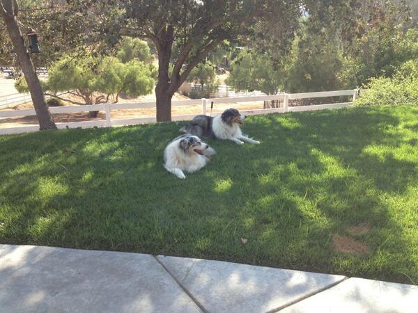 beachpony's tweet photo. The pups LOVE the new ranch! http://t.co/kezYBdCcFU