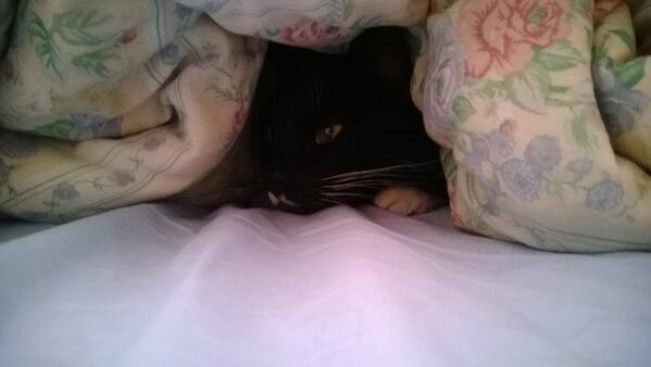 timmo963's tweet photo. Poor Moe heard a scary noise and hid under my quilt http://t.co/ehVvbfXxyE