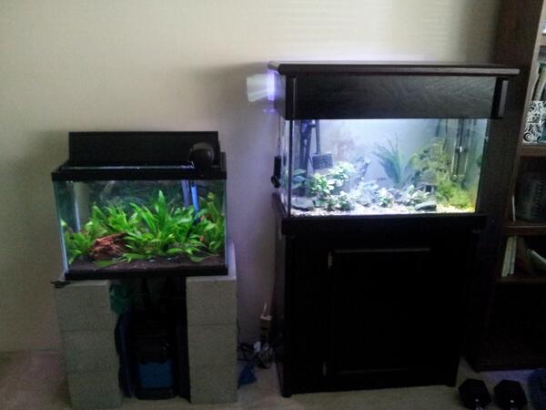 SeattleReefer's tweet photo. I'm getting ready to breed my German Blue Rams! http://t.co/EMXvjGIYiR
