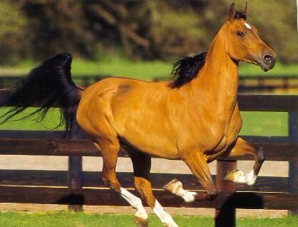 sms301's tweet image. من بنات الريح لي صفرا جفول 
كنها ظبي الفلا بجفالها
منوة الخيال عساف الخيول 
زينها في دقها وجلالها✋