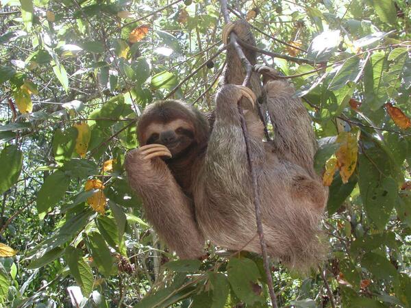 NickiLeigha's tweet image. #TweetABootyPicForTheGovernment  #SlothButt #mmph