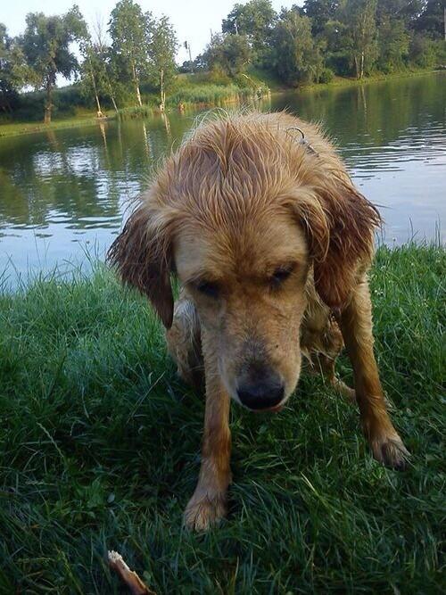 Alison_kitiral's tweet photo. This is manny. One of the pets http://t.co/O7vFLNvRTh