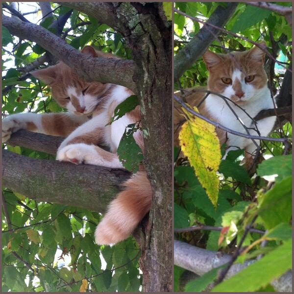 MonticuleFarm's tweet photo. We have a lot of barn cats, but Frank is our first tree cat. http://t.co/1mzwaTLzm4