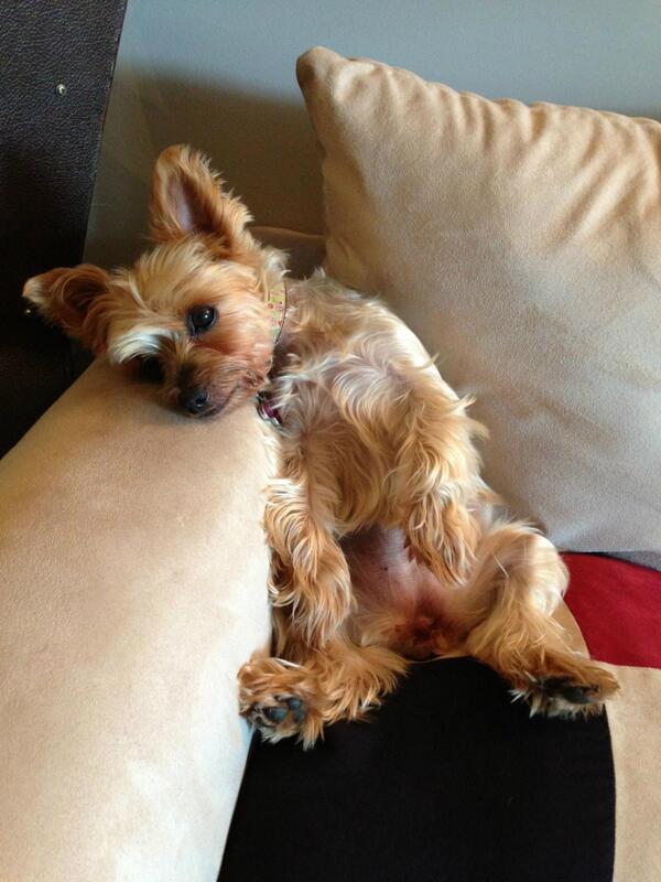 KathyTroccoli's tweet image. how cute is bella? #canttakeit