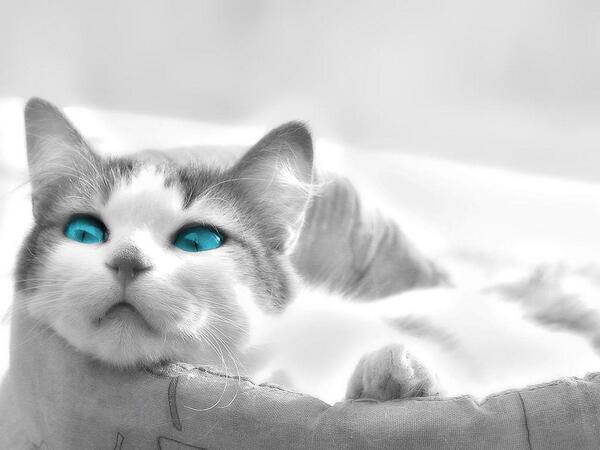 cute_cats_bot's tweet photo. https://t.co/6nBJfsAlie