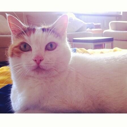 #Cat #nicecat #pinknose #London #photography #heartbreaker #Homeland #home #newsnight #goodnight #VeryGood #music 🐾🐱