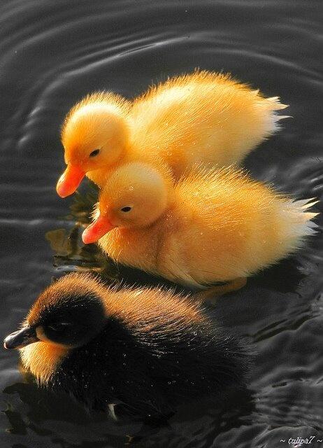 animalspic's tweet photo. http://t.co/7cdKnpLkQ2