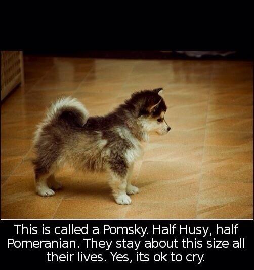 sarahprattt's tweet image. Want one so much!!! #SoFuckingCute❤