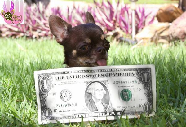 BetterPtParents's tweet image. Meet Milly, the World's Smallest Dog, at only 3.8 inches tall! Read more:  goo.gl/DxuoZd #SmallestDog #Dogs
