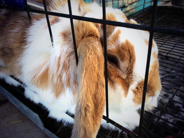 Superstition Farm tweet media