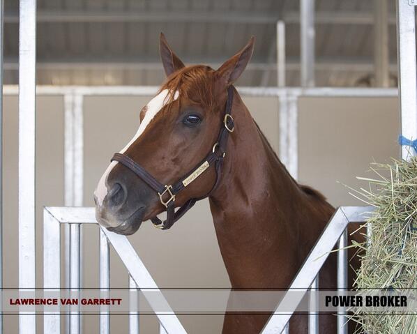 Indiana_Downs's tweet photo. #PowerBroker is settled in and ready for the #IndianaDerby http://t.co/nNW9yin3Qs