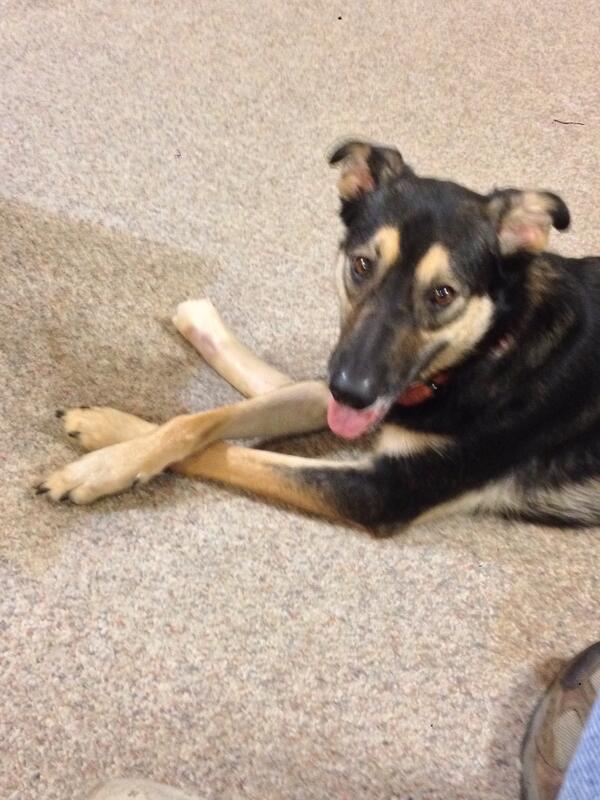 bentleythemutt's tweet photo. Just chillin with my bone! http://t.co/oAbKhNLWC5