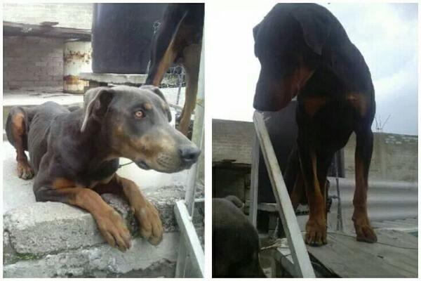 BRIMENDEZLM's tweet photo. RT URGE hogar para estos dos doberman o los sacarán a la calle!!! Son dóciles, los tienen en pésimas condiciones!!! http://t.co/Qid7dIvqpg