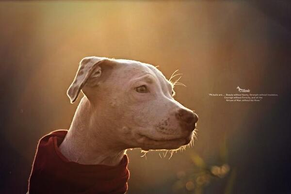 petgenic's tweet photo. Happy World Animal Day !!!! http://t.co/8qRlHMLOEd