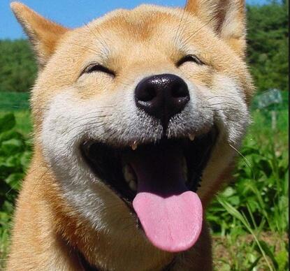 _hidog's tweet image. @1986Red_Castle