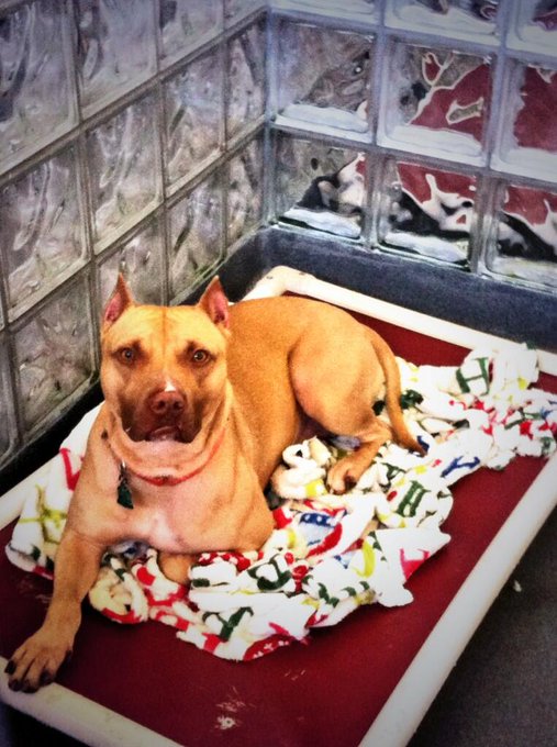 I fell so in love with this dog today, I'm a train wreck without him. Oh Vinny 💔 http://t.co/h0dY3TY